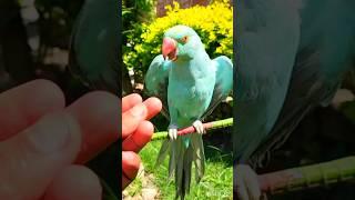 Natural voice #thebluechicken #australianparrot #parrotsound #kiwiparrot #birds