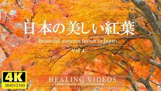 [4K] Relaxing background music and beautiful Japanese autumn leaves VOL.4 / For relaxation and work.