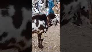 faislabadi beetal bakra #goat #orangimandi #cow #cattlemarket #cowmandi #goatfarm #jawarimandi