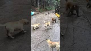 dogs meets group of monkeys