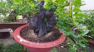 Giới thiệu cùng các bạn vườn bonsai của mình