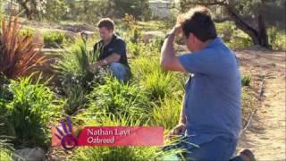 Creating a Low Maintenance Drought Tolerant Garden | Lomandra, Dianella and Phormium