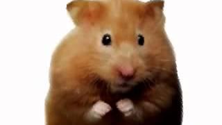 Hamster Time! - Hamster Morph