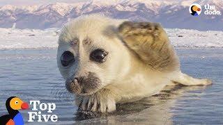 Seal Pup Waves To Photographer + Other Amazing Animal Encounters | The Dodo Top 5