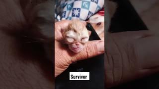 Survivor kitten  #mellenvlog