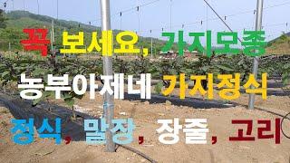 가지모종 정식하는 날 [28] #농사이야기  #가지모종 #가지농사 #가지정식