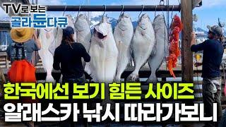 고기가 자꾸 올라오니 바다를 안 나갈 수 없다｜사이즈도 남다른 미국 알래스카 성수기 낚시｜갓 잡은 연어는 이렇게 생겼구나｜미국 알래스카｜인간과 바다｜#골라듄다큐