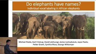 Vocal labelling of individual conspecifics in African elephants - Michael Pardo