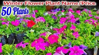 Beautiful 50 Winter Flower Plants For Home Sardiyo me khulne Wale Phool