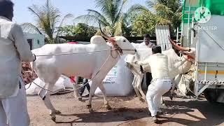 Breeding Practices in Khillar Cow | Organic Farming India|Khillar Premi|#khillarcow#trending