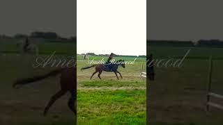 This video️️@allegekheidopeenpaard the quality