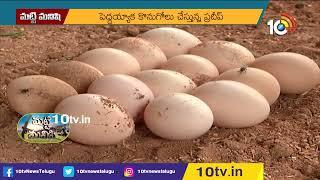 బైబ్యాక్ ఒప్పందంతో కోళ్ల పెంపకం | Poultry Farming | Matti Manishi | 10TV News