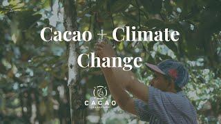 Cacao + Climate Change: A short film by Cacao Laboratory on Climate Change