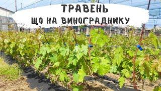 Підживленя , захист від граду, оприскування винограду. Або як відпочивають виноградарі взимку!