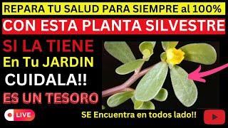 ¡ESTA Es LA MEJOR PLANTA Para Proteger la SALUD y Reparar los Daños, Para Sieempre!