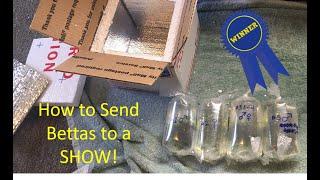 How to Send Bettas to a Show - Step by Step