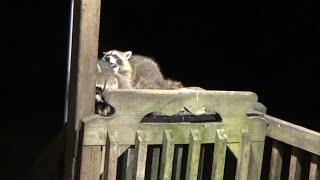 Two babies together on the roost