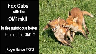 Fox Cubs with the OM1mkII -  Is the autofocus better than on the OM1 ?