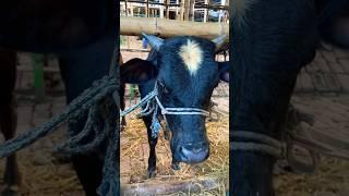 গরু guru cow goru amba hamba cow videos gorur video guru guru goro guru tiktok গরুর ভিডিও golu#viral