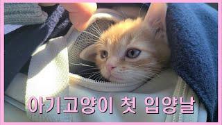 아기고양이 첫 입양날 VLOG ㅣ초보집사ㅣ설레는 첫만남ㅣ고양이브이로그