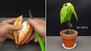 Growing Cacao Tree (Chocolate) From Seed - Time Lapse 30 Days