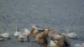 LAKE TANA FOWL LIFE AT DUSK