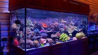 The 500 Gallon Reef Aquarium of Cris Capp @ AquaticArt Inc.