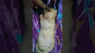 Cute kitten is sleeping peacefully️ #shorts #sleep #relaxing #subscribe #cat #kitten