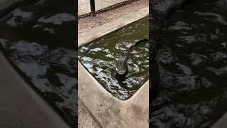 How a Pygmy Crocodile devours a chicken #crocodile #wildlife #shorts #short #short #shortsvideo