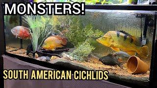 My Biggest Cichlids | South American Cichlid Tank Update