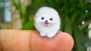 20 Smallest Dog Breeds In The World