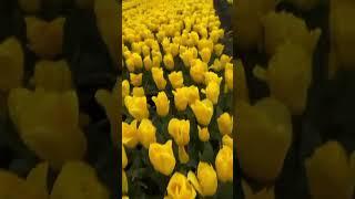 Beautiful Flower Farm The biggest Tulips Farm in New Zealand #shortsviral #flowers #travel