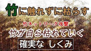 竹ネットワークを枯らす簡単！地下に張り巡った根を遠隔攻撃すれば竹は生きる場所を失う。