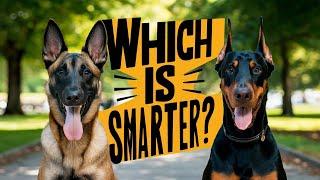 Belgian Malinois vs Doberman - Which Dog Breed is the Best? | German Shepherd | Dog Training