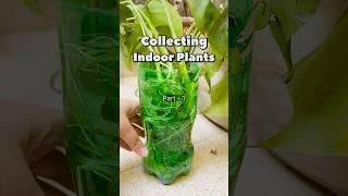 Collecting indoor plant for free - pt1 | Syngonium propagation #mygardenstories #gardening