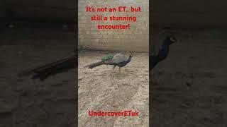 It's Not An ET, But It's Still A Stunning Encounter!