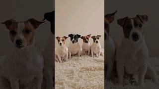 И именно эти их качества я люблю больше всего️ #dog #собака #jackrussellterrier