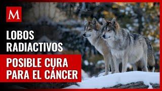 Revelan impactante investigación sobre lobos en la zona de exclusión de Chernobyl