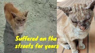 After years of suffering in the streets, he was thrown away like trash.