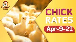 Day-old chick rate 09 March 2021 poultry rates  Chick prices in Pakistan   Chuza rats in Punjab