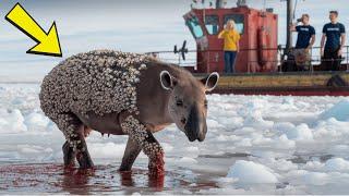 Millions of barnacles injured a creature and it was successfully rescued by rescue teams.