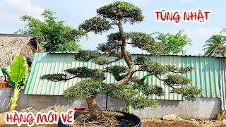 Tùng Nhật Bản Giáng Bay Giá Tốt - Bonsai sài gòn