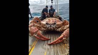 Giant Sea Monsters Caught by Fishermen! #GiantSeaCreatures #FishingDiscoveries #OceanMysteries