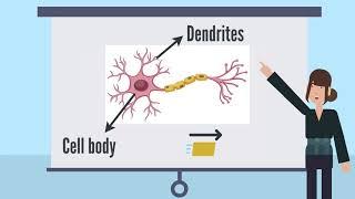 Brainwaves Lesson 2:  Neuron