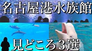 【愛知】名古屋港水族館　見どころ３選　かわいい・感動・癒やされる　全てそろった絶対行くべき最高の水族館