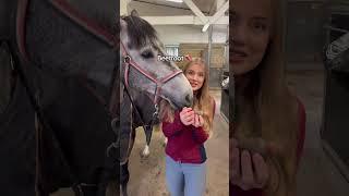 Giving my stallion treats he never tried before 🫐🫜🫚 #horseeating #horsetriesfood #stallion #horse