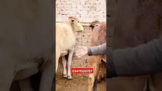 VIP Bachra Farm in Pakistan #shorts #bachrabusiness #quality #qurbani #cattlefarm