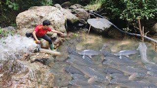 Fishing techniques, Catching fish with a pump, Boy Lam catches many fish in the wild.