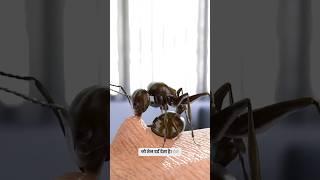 A look at the behavior of ants