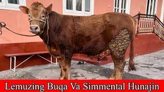 LEMUZING BUQA VA SIMMENTAL HUNAJIN  SOTILADI. Dastafka Kelishiladi